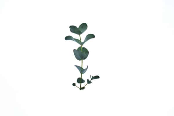 Teebaum-Eukalyptus Gesicht Naturseife – Bild 3