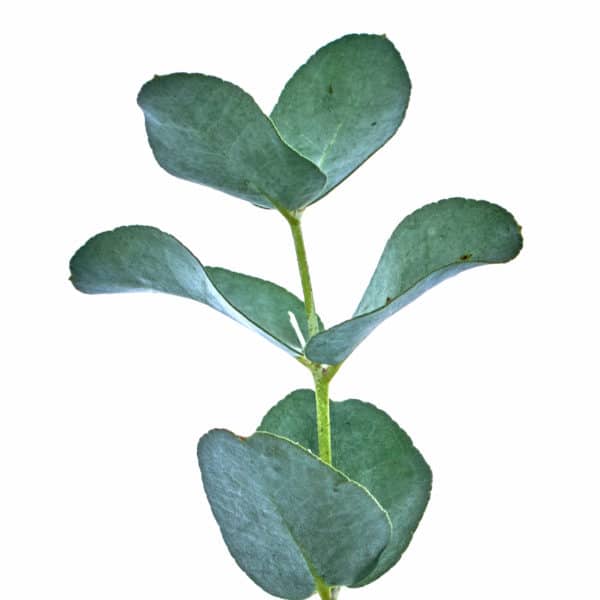 Eukalyptus - ätherisches Öl 20ml – Bild 2