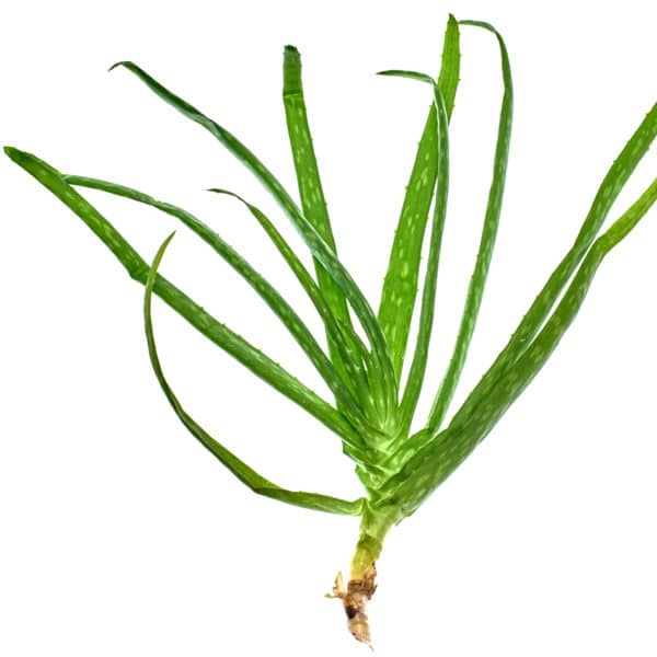 Aloe Vera Naturseife – Bild 3