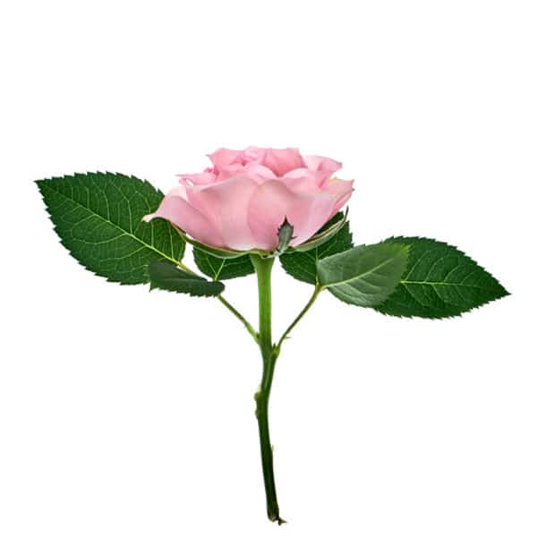 Rosenblüten Gesicht Naturseife – Bild 3